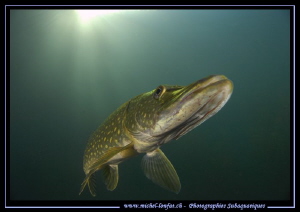 Mister King Pike Fish... :O).. by Michel Lonfat 